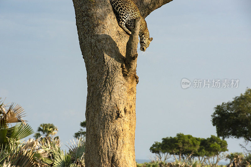非洲豹(Panthera pardus pardus)从Acacia树上爬下来